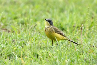 Yellow Wagtail, ssp. cinereocapilla ?