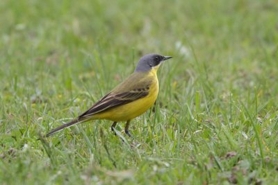 Yellow Wagtail, ssp. thunbergi