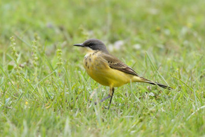 Yellow Wagtail, ssp. cinereocapilla ?