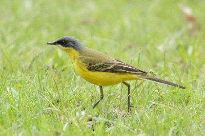 Yellow Wagtail, ssp. thunbergi