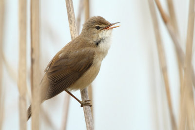 European Reed Warbler