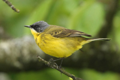 Yellow Wagtail, ssp. thunbergi