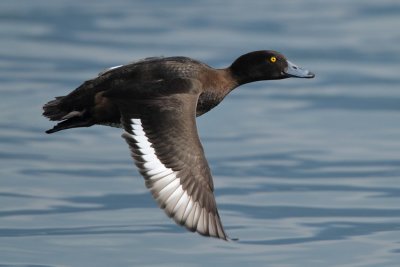 Tufted Duck - In Flight