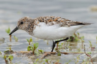 Sanderling