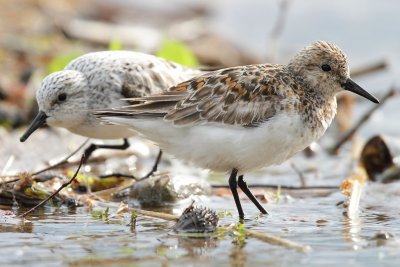 Sanderling