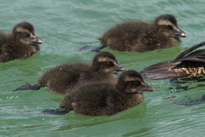 Eider Duck, chicks