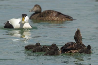 Eider Duck, female with chicks