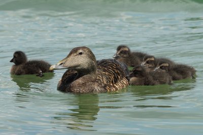 Eider Duck, female with chicks