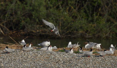 Common Tern