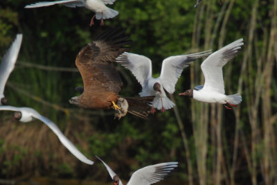 Black-headed gull