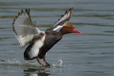 Red-crested Pochard, male