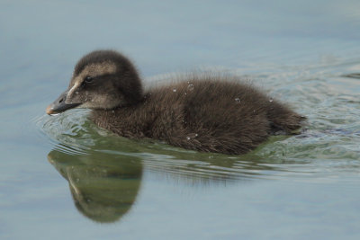 Eider Duck, chick