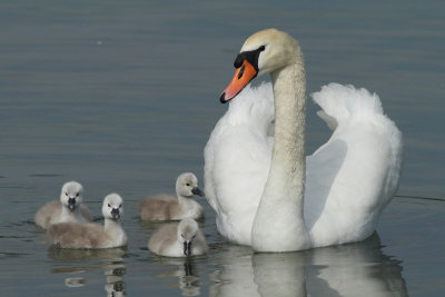 Mute Swan - Mating and Breeding