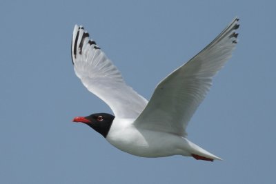 Mediterranean gull, 3Y