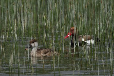 Red-crested Pochard, male and female