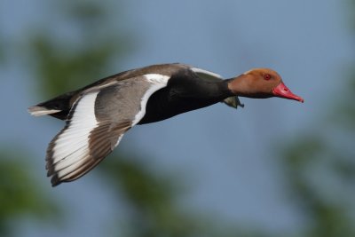 Red-crested Pochard, male