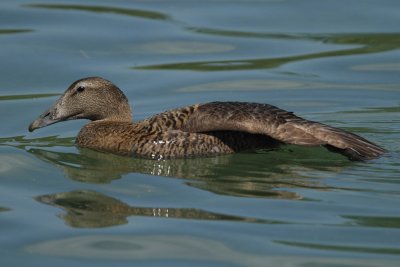 Eider Duck, female