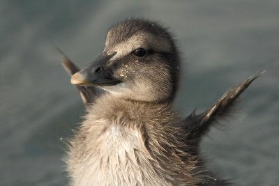 Eider Duck - Young