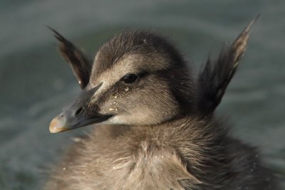 Eider Duck, chick