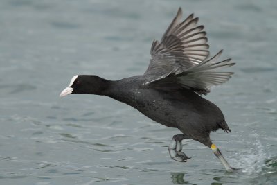 Coot