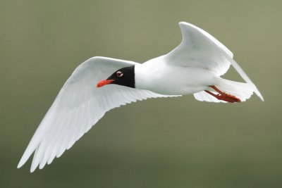 Mediterranean gull