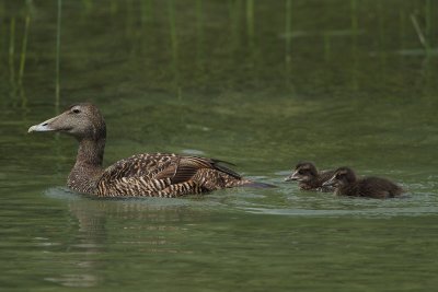 Eider Duck, female with chicks