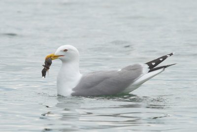 Yellow-legged gull with black-headed gull chick