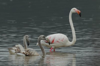 Greater Flamingo