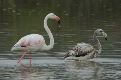 Greater Flamingo