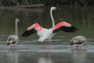 Greater Flamingo