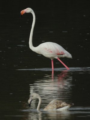 Greater Flamingo