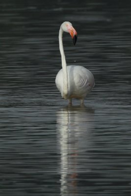 Greater Flamingo