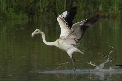 Greater Flamingo