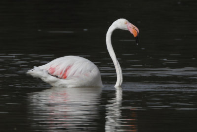 Greater Flamingo
