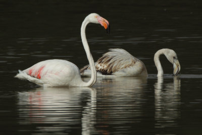Greater Flamingo
