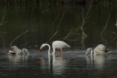 Greater Flamingo