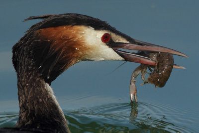 Great crested grebe, with crayfish