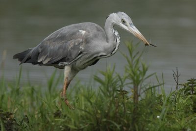 Grey heron, juvenile