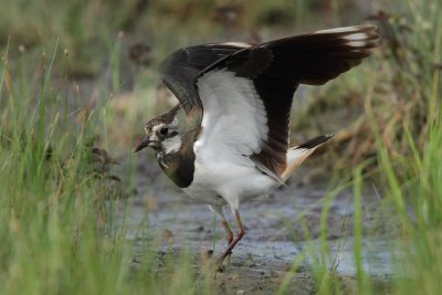 Northern Lapwing