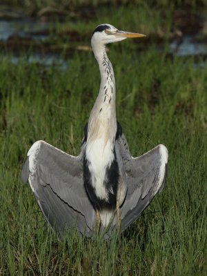 Grey Heron, grooming
