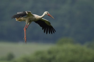 White Stork