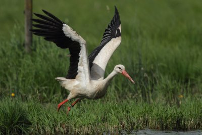 White Stork