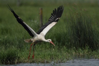White Stork