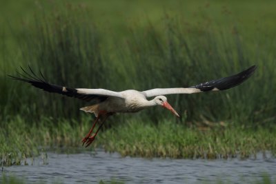 White Stork