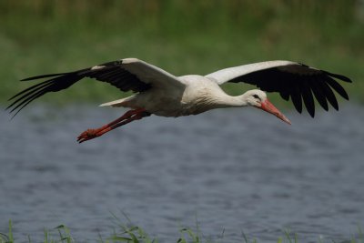 White Stork