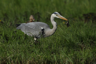 Grey heron, adult