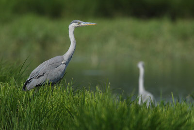 Grey heron, juvenile