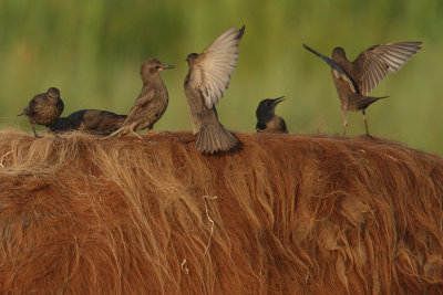 Common Starling