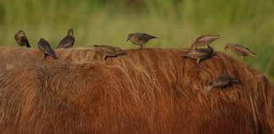 Common Starling