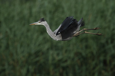 Grey heron, juvenile